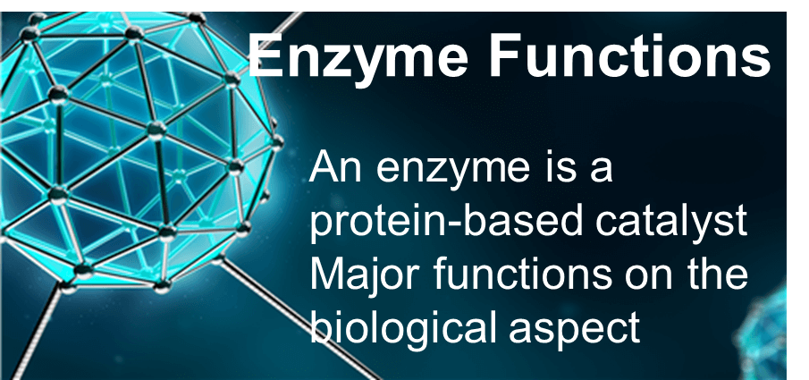 Enzymes Functions