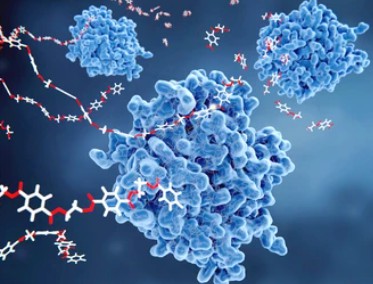 1-2-1-enzyme-extraction-and-isolation-1