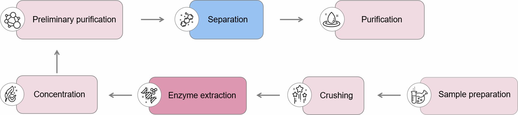 1-2-1-enzyme-extraction-and-isolation-2