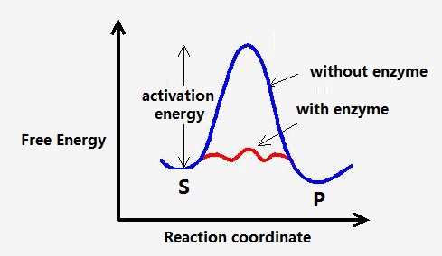 The free energy profile of an enzymatic reaction.
