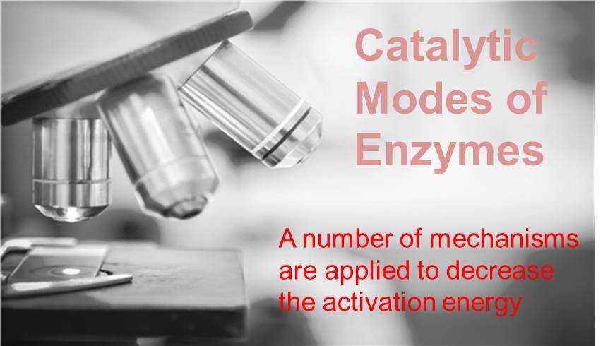 Enzyme Catalysis