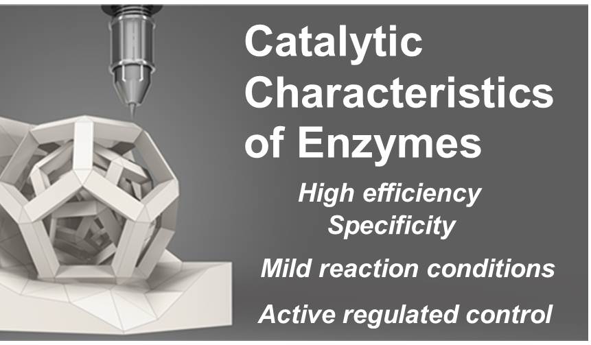 Enzyme Catalysis