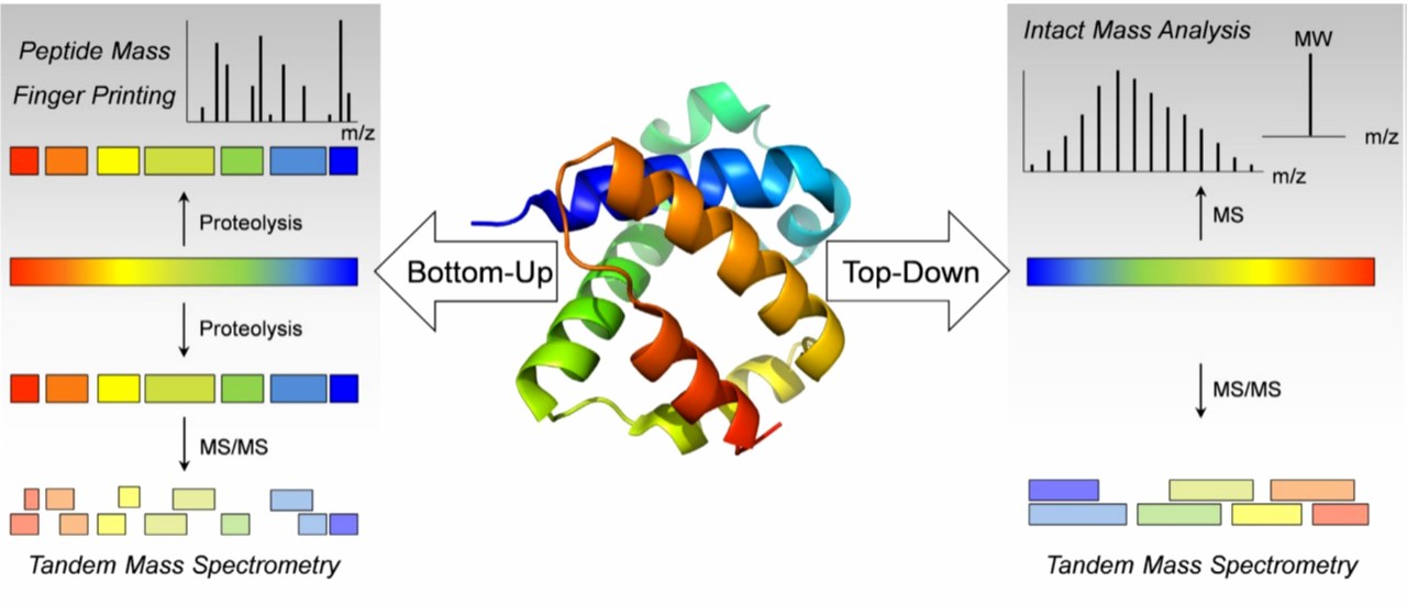 Figure 1 Bottom-up- and top-down analysis for the structural characterization of peptides and protein pharmaceuticals by mass spectrometry. (European Journal of Pharmaceutics and Biopharmaceutics 2015)