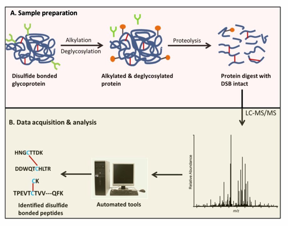 Figure 1 A typical disulfide bond (DSB) analysis workflow. (Analytical and Bioanalytical Chemistry 2018)