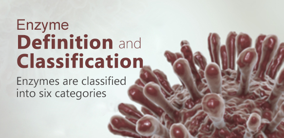 Enzyme Definition and Classification