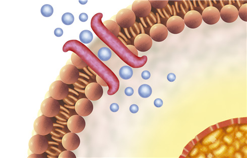 Enzyme Functions