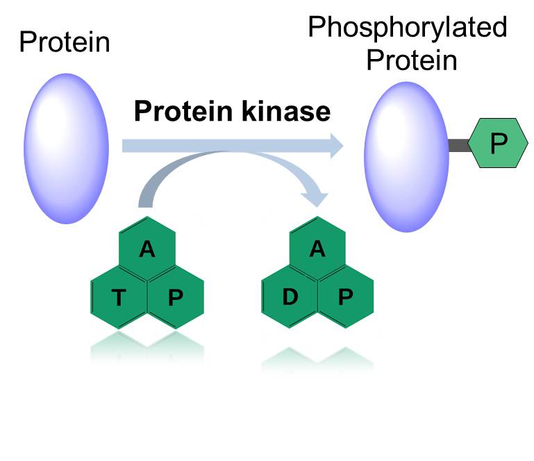 Action Mode of Protein Kinase.