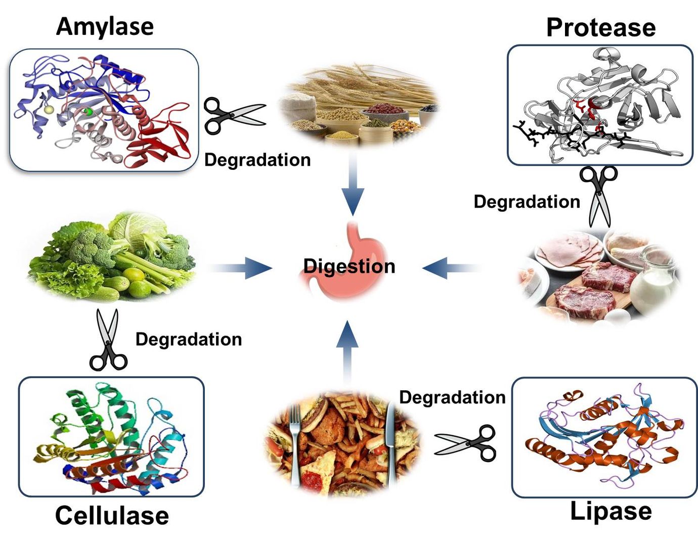 Macromolecules Degradation