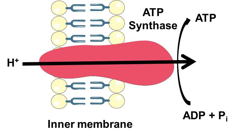 The overall reaction catalyzed by ATP synthase.