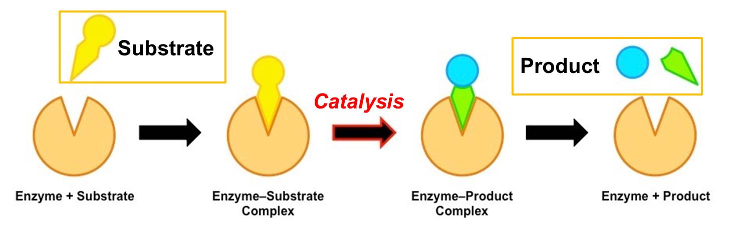 General mode of enzyme catalysis.