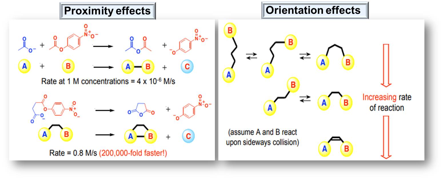 Proximity effects and orientation effects on reaction rates.