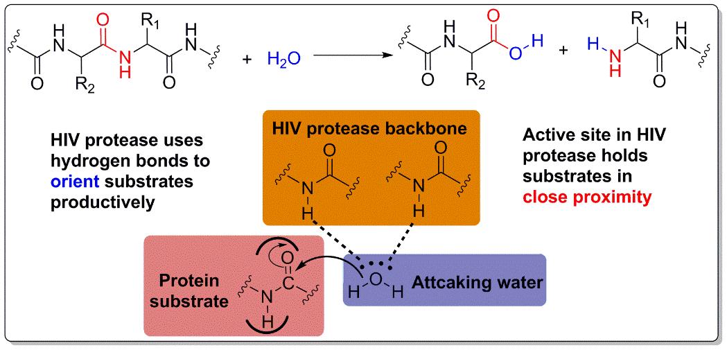 Proximity and orientation effects on HIV protease.