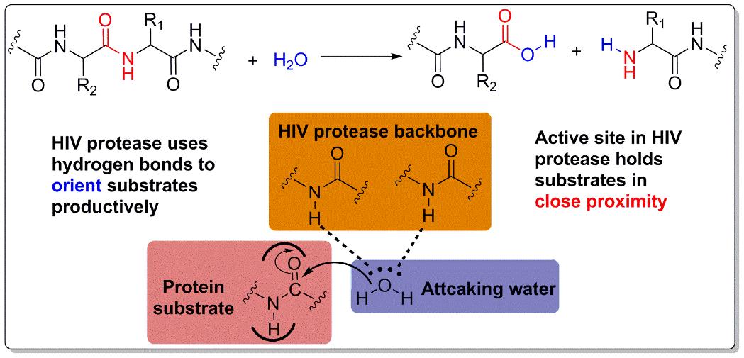 Proximity and orientation effects on HIV protease.