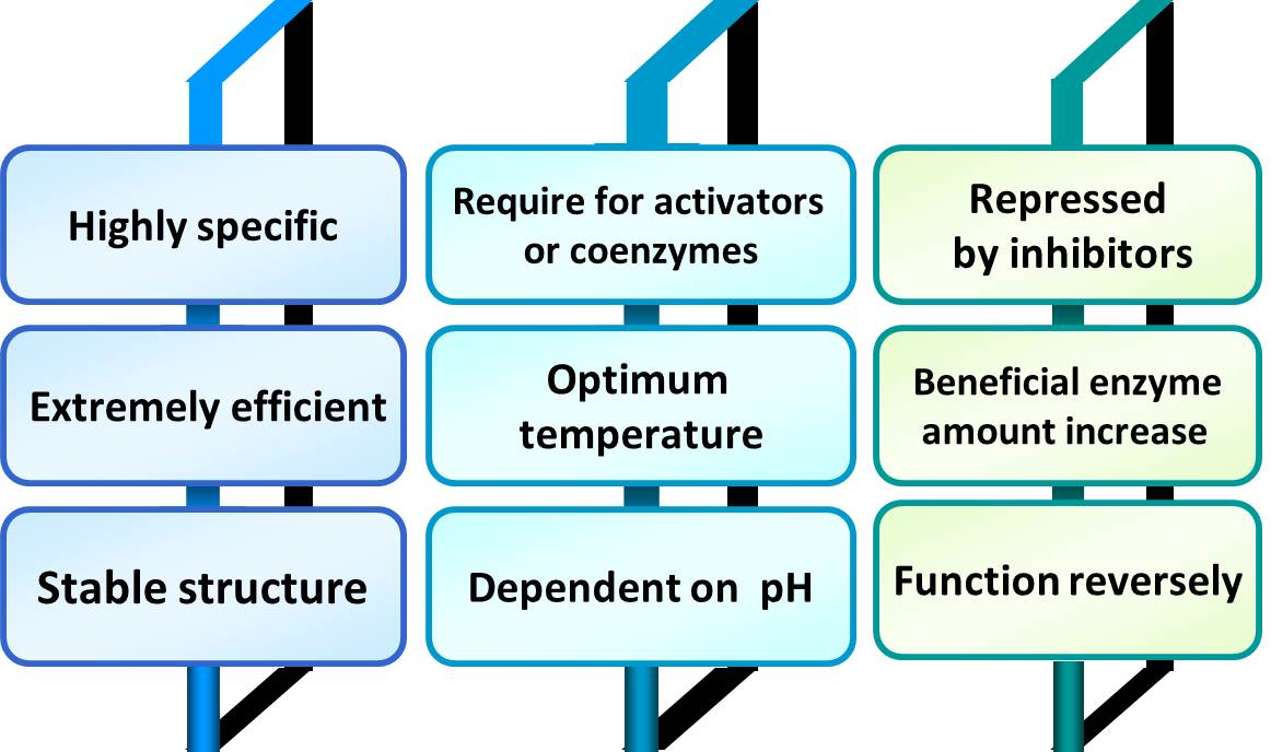 Catalytic Characteristics of Enzymes