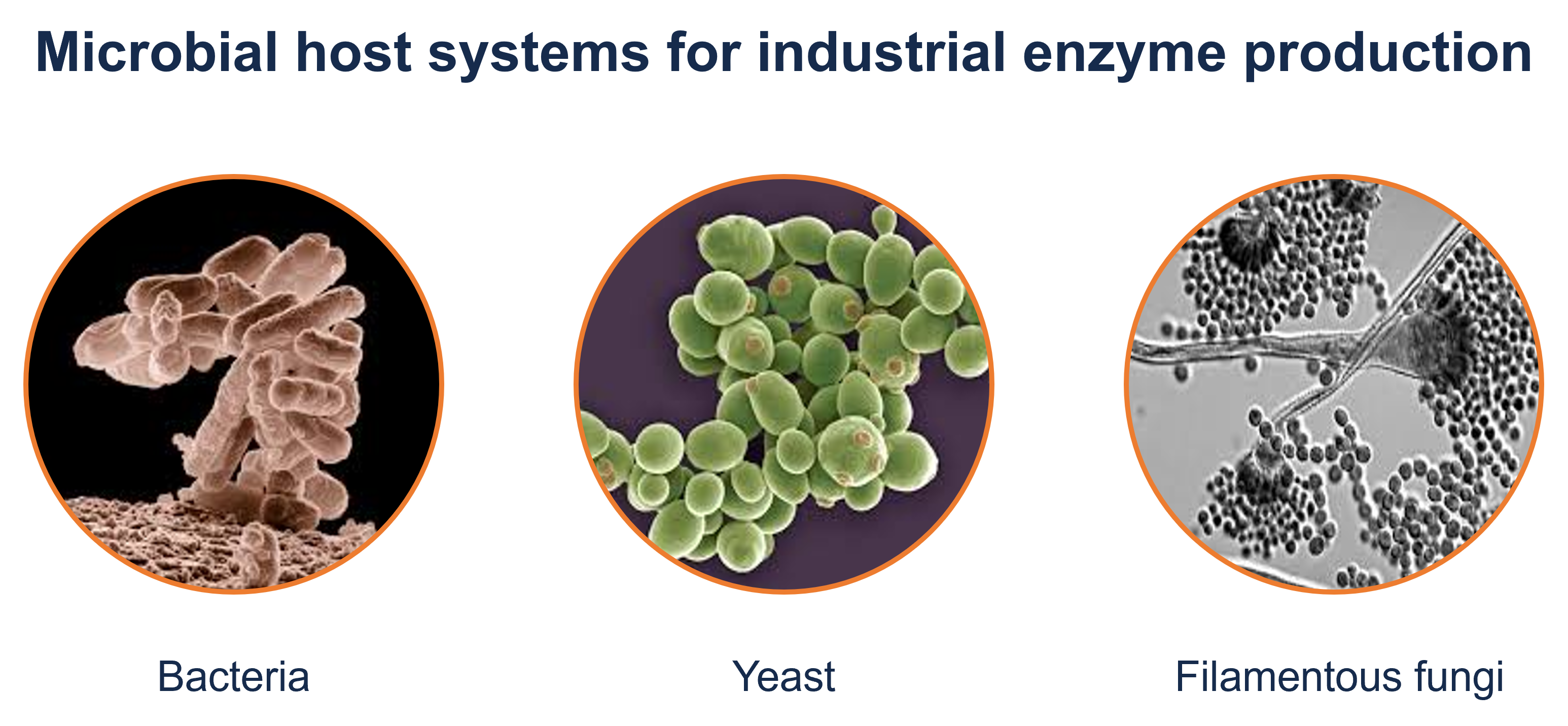 Microbial host systems for industrial enzyme production: bacterial, yeast, and filamentous fungi