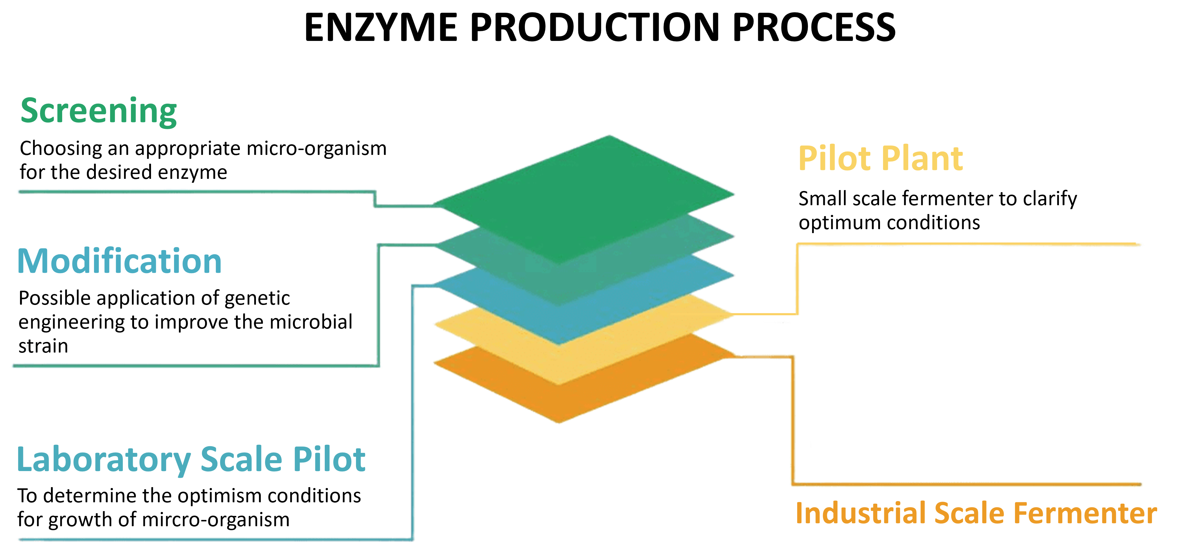 Industrial enzyme production