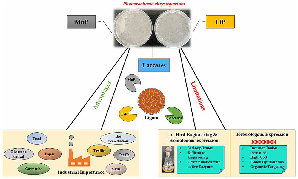 Industrial applications of Phanerochaete chrysosporium lignin-degrading enzymes