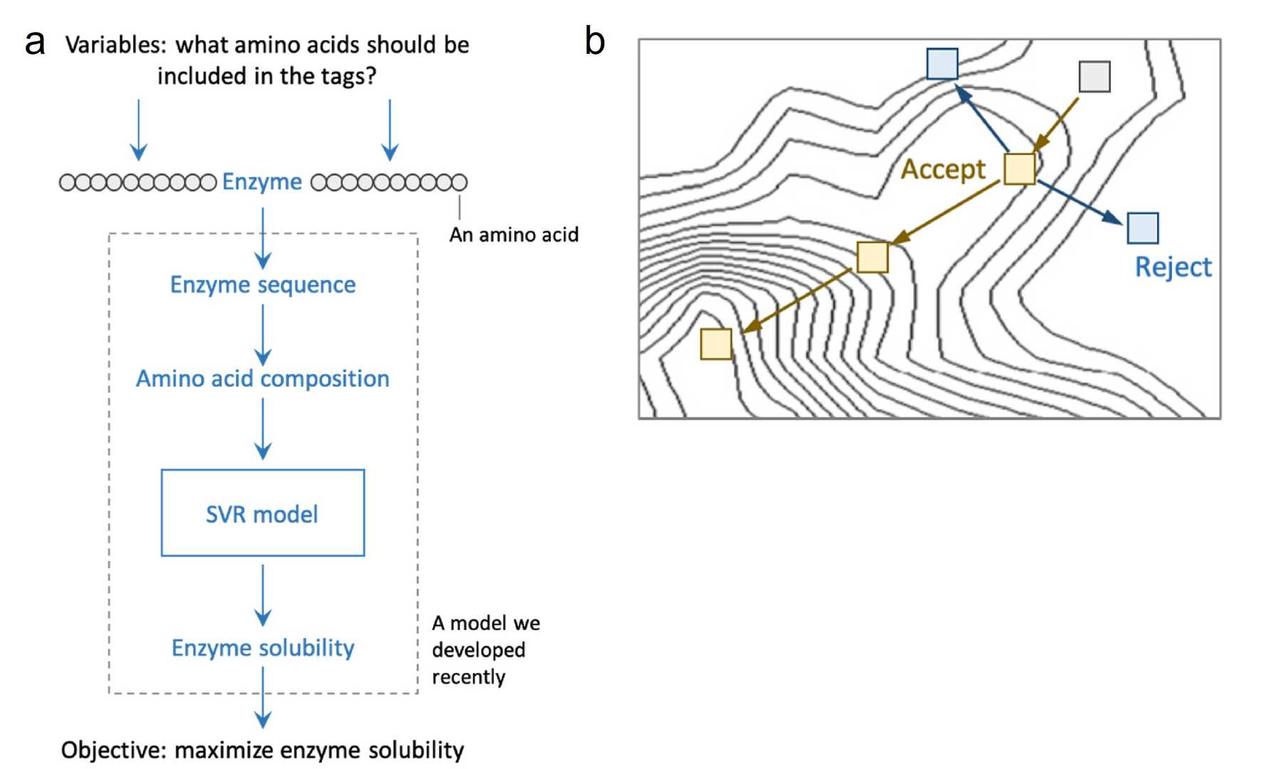 Machine learning model assisted optimization of protein solubility