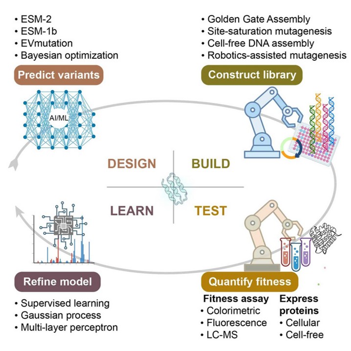 AI-Integrated DBTL Cycle