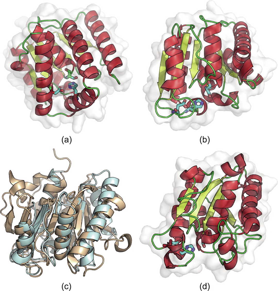 AI-Guided Design of Novel PET Hydrolases