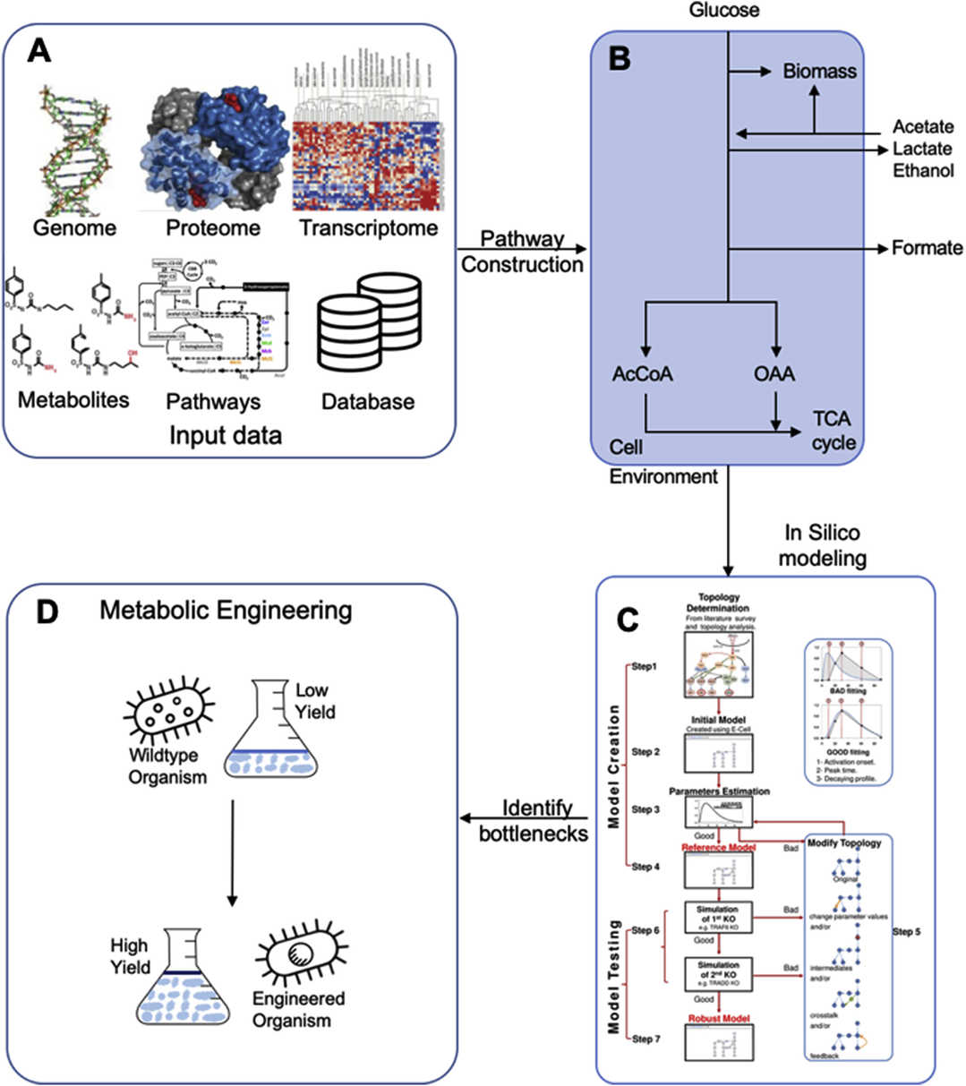 AI and Systems Biology for Metabolic Engineering