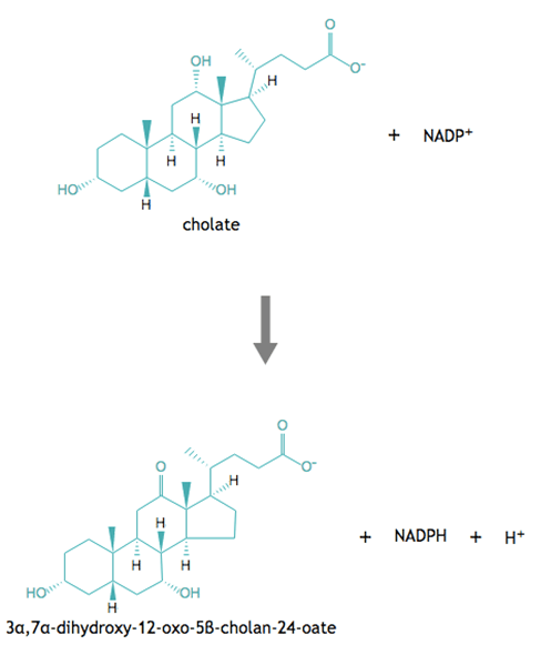 Molecule diagrams of the chemical reaction catalyzed by 12alpha-hydroxysteroid dehydrogenase
