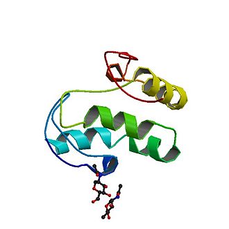 Protein structure of Wnt8.