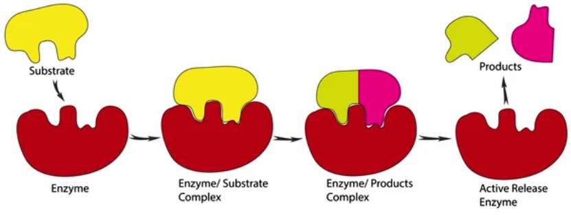 Enzyme Activity Measurement for Oxidoreductases Acting on CH-OH Group With Other, Known, Acceptors