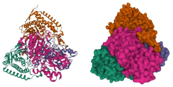 Enzyme Activity Measurement for Oxidoreductases Acting on the Aldehyde or Oxo Group of Donors With a Disulfide as Acceptor