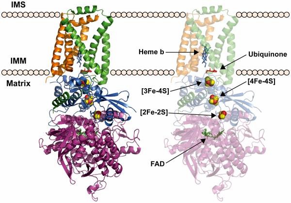 Porcine succinate dehydrogenase embedded in the mitochondrial inner membrane