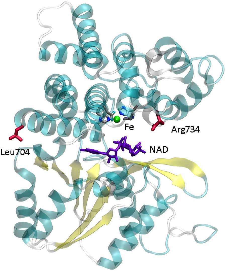 Structure of aldehyde-alcohol dehydrogenase