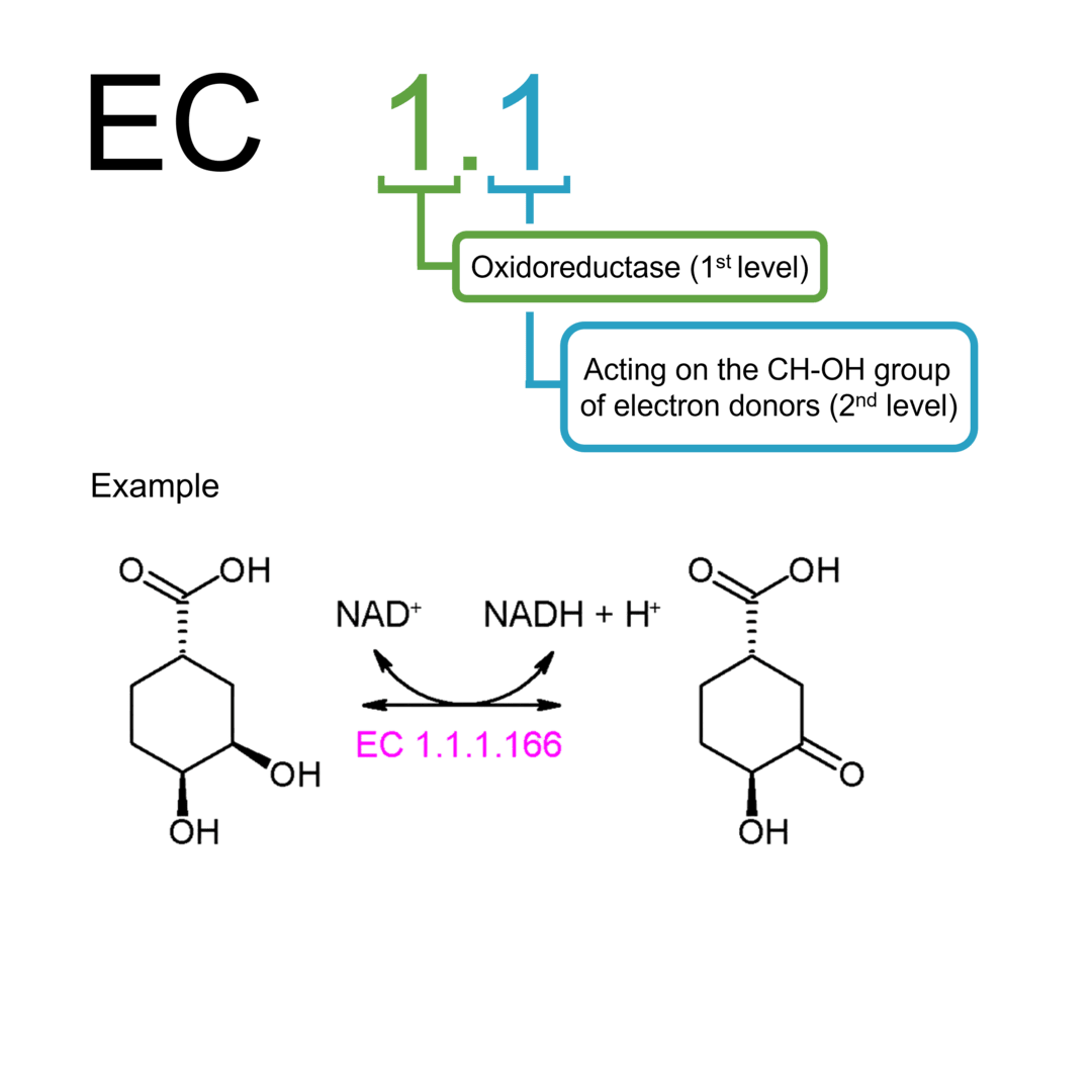 Activity measurement for EC 1.1 oxidoreductases: CH–OH group donors