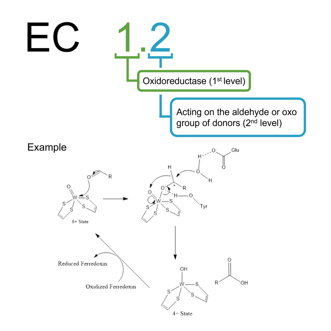 Activity measurement for EC 1.2 oxidoreductases: aldehyde/oxo group donors