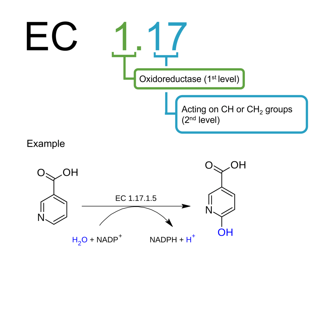 Activity measurement for EC 1.17 oxidoreductases: CH or CH2 group donors