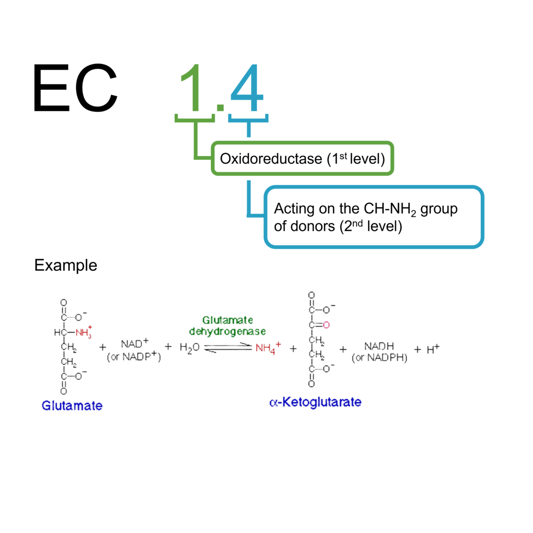 EC 1.4 oxidoreductases: CH-NH2 group of donors