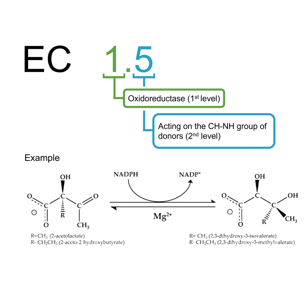EC 1.5 oxidoreductases: CH-NH group of donors