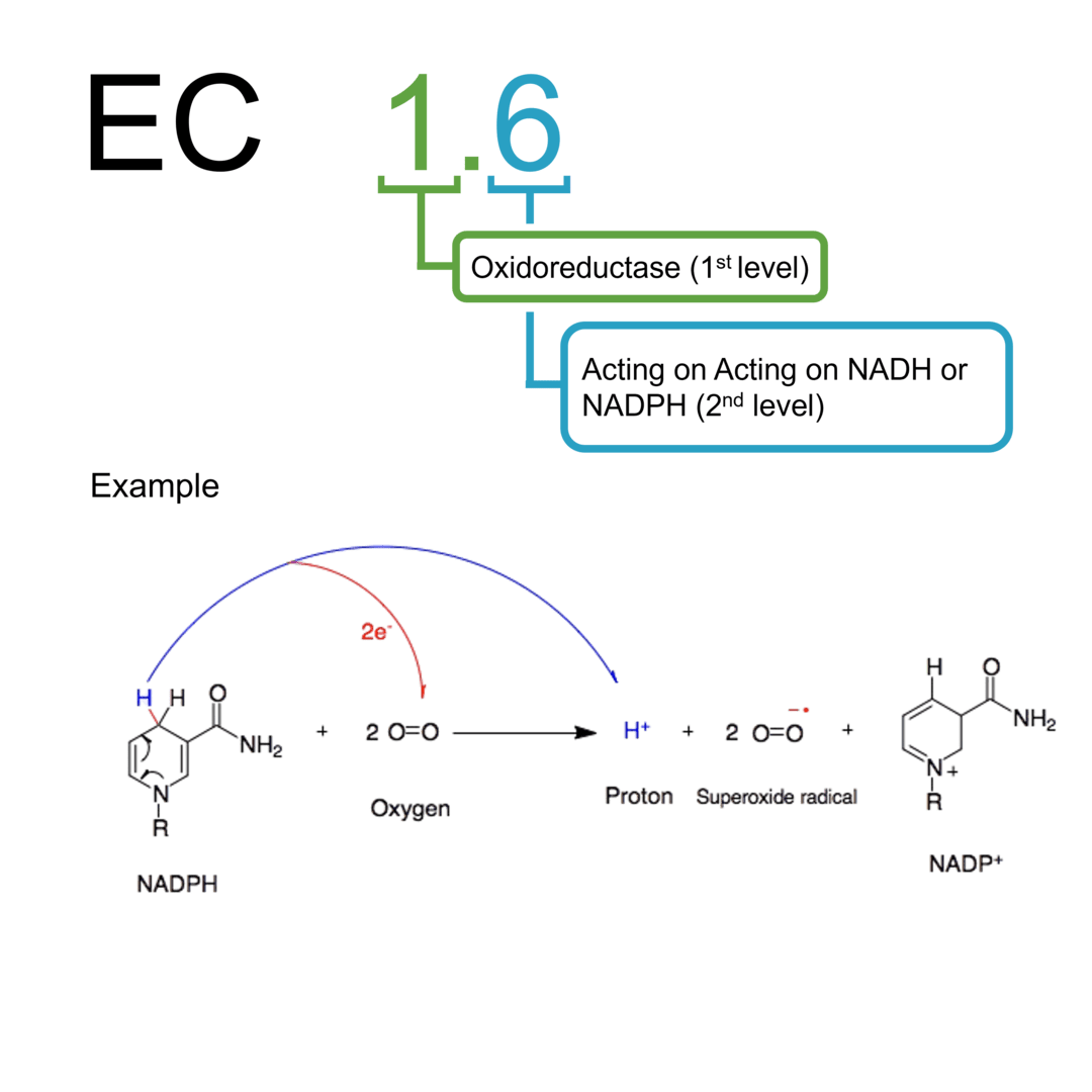 EC 1.6 oxidoreductases: NADH or NADPH