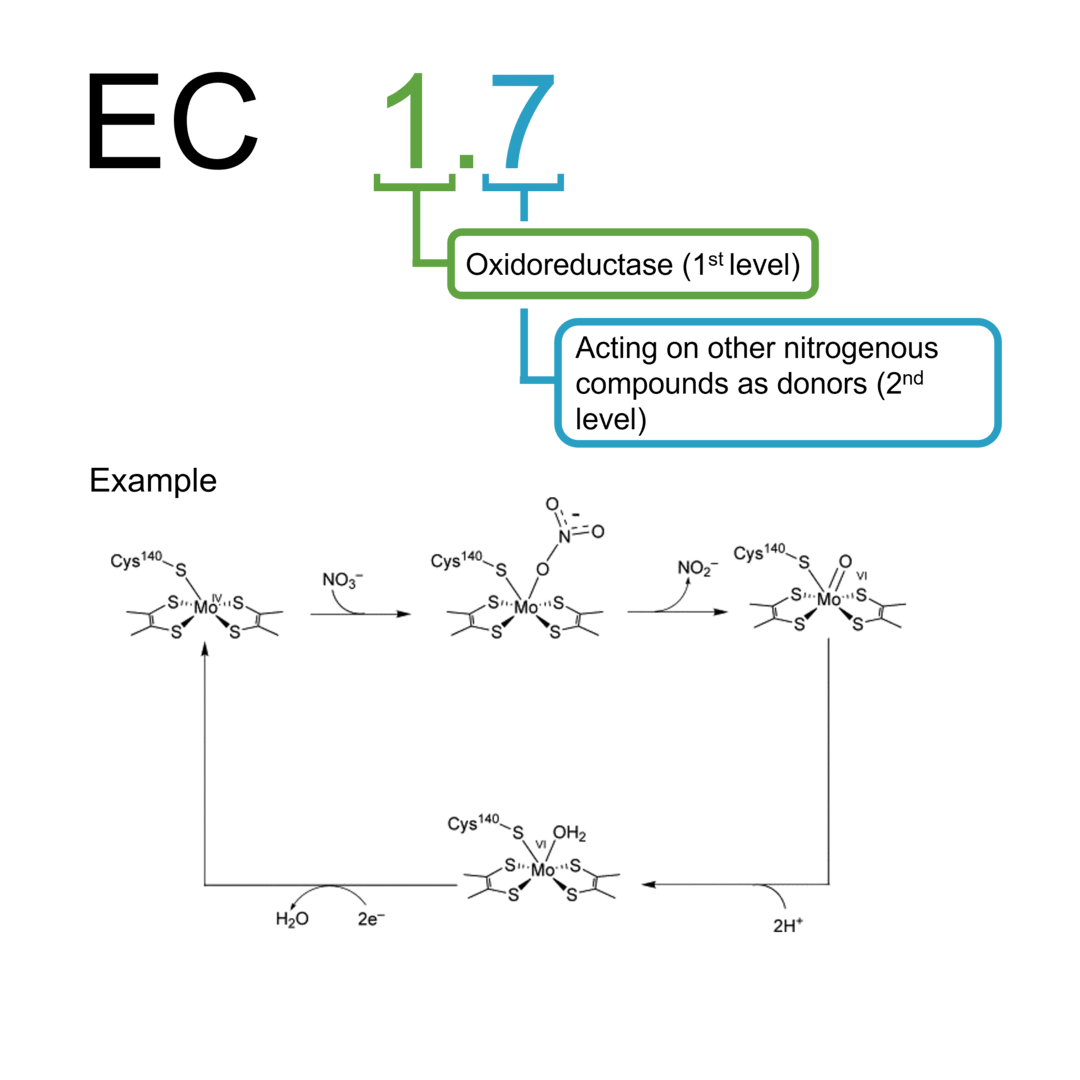 EC 1.7 oxidoreductases: other nitrogenous compounds as donors