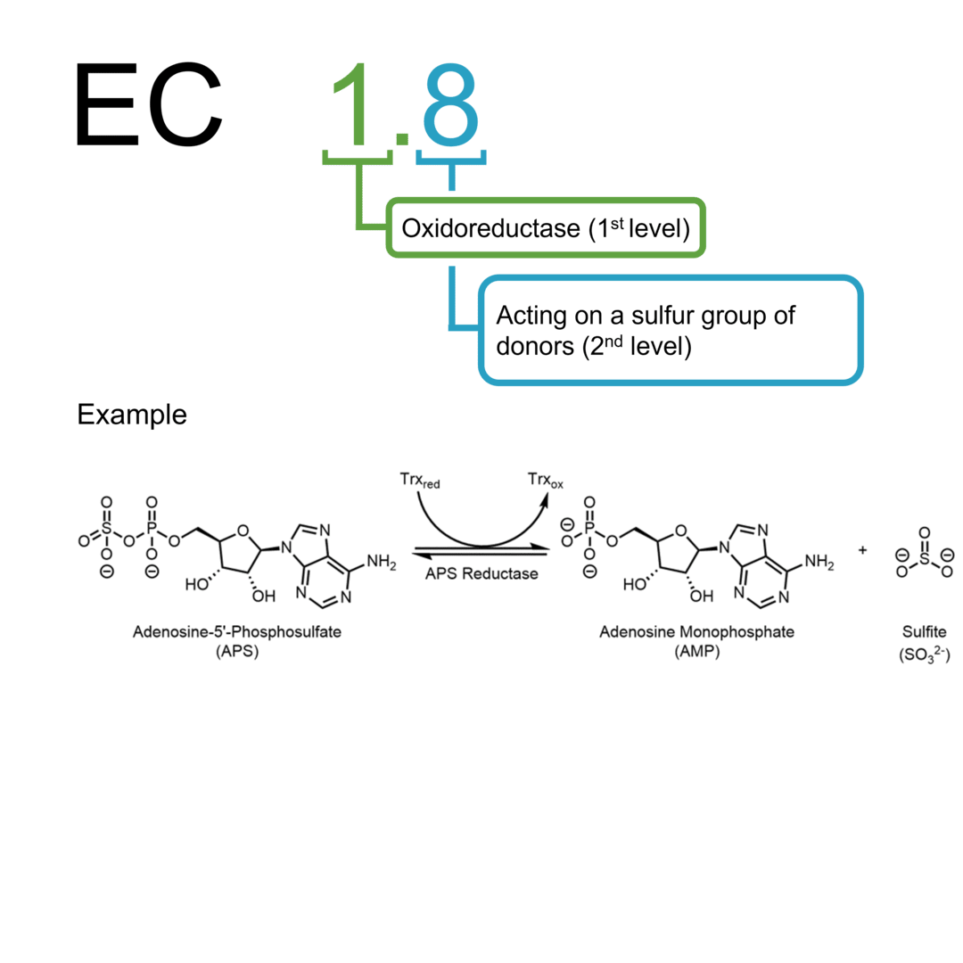 EC 1.8 oxidoreductases: a sulfur group of donors