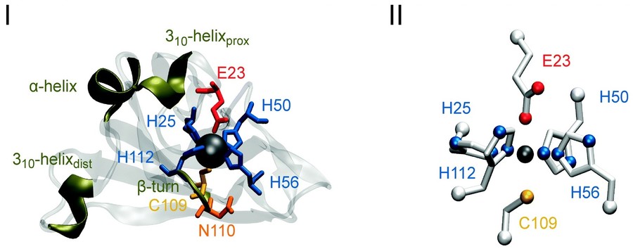 The crystal structure of superoxide reductase