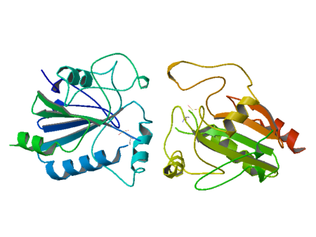 Structure of glutathione peroxidase 1 (PDB: 1gp1)