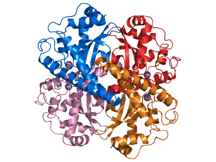 Structure of human superoxide dismutase 2 (SOD2) tetramer