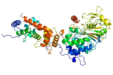 Structure of calcineurin heterodimer composed of the catalytic (PPP3CA) and regulatory (PPP3R1) subunits
