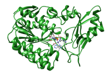Structure of phosphonoacetate hydrolase (PDB:1e16), zinc ions and phosphonoformate are shown in the active site
