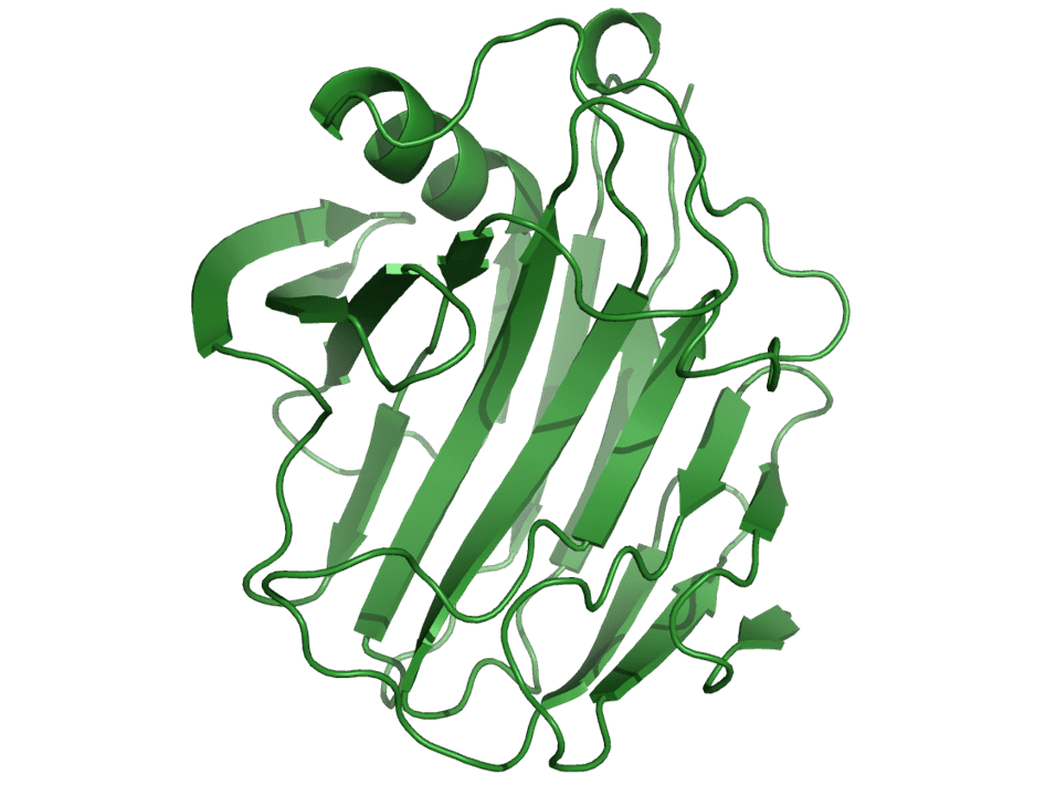 Ribbon structure of Streptomyces lividans β-1,4-endoglucanase catalytic domain from glycoside hydrolase family 12