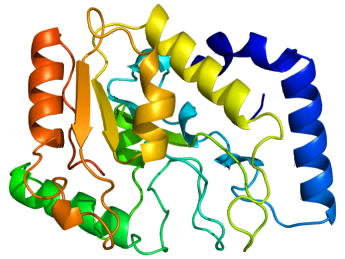 Structure of the UNG protein (PDB code: 1akz)