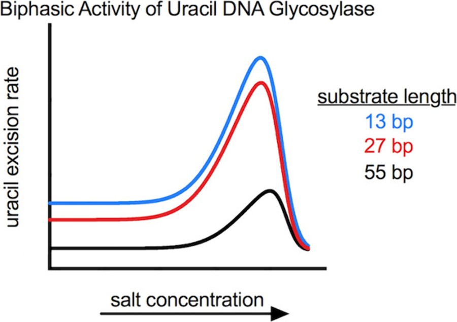 Ion-DNA interactions as a key determinant of uracil DNA glycosylase activity