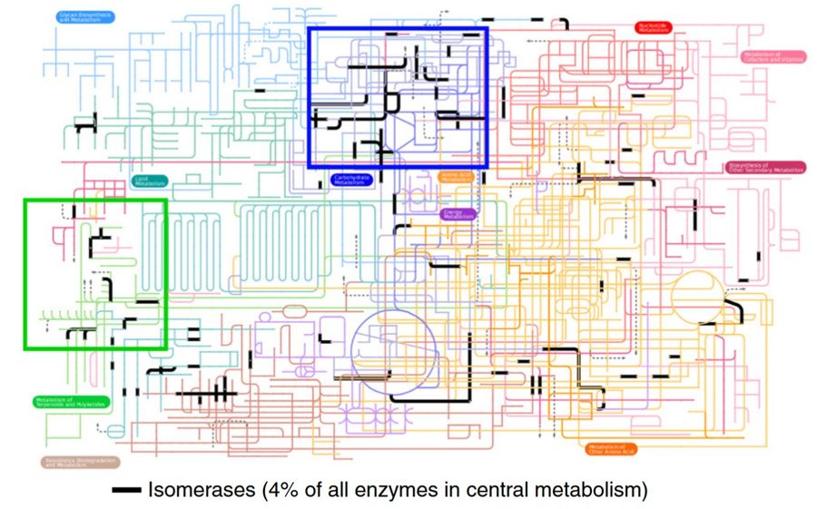 Isomerases are a major class of enzymes that catalyze nearly 4% of the reactions in central metabolism