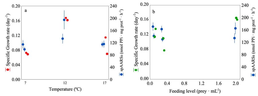 Graphs showing how temperature and food concentration affect larval fish growth rate (SGR) and AARS activity