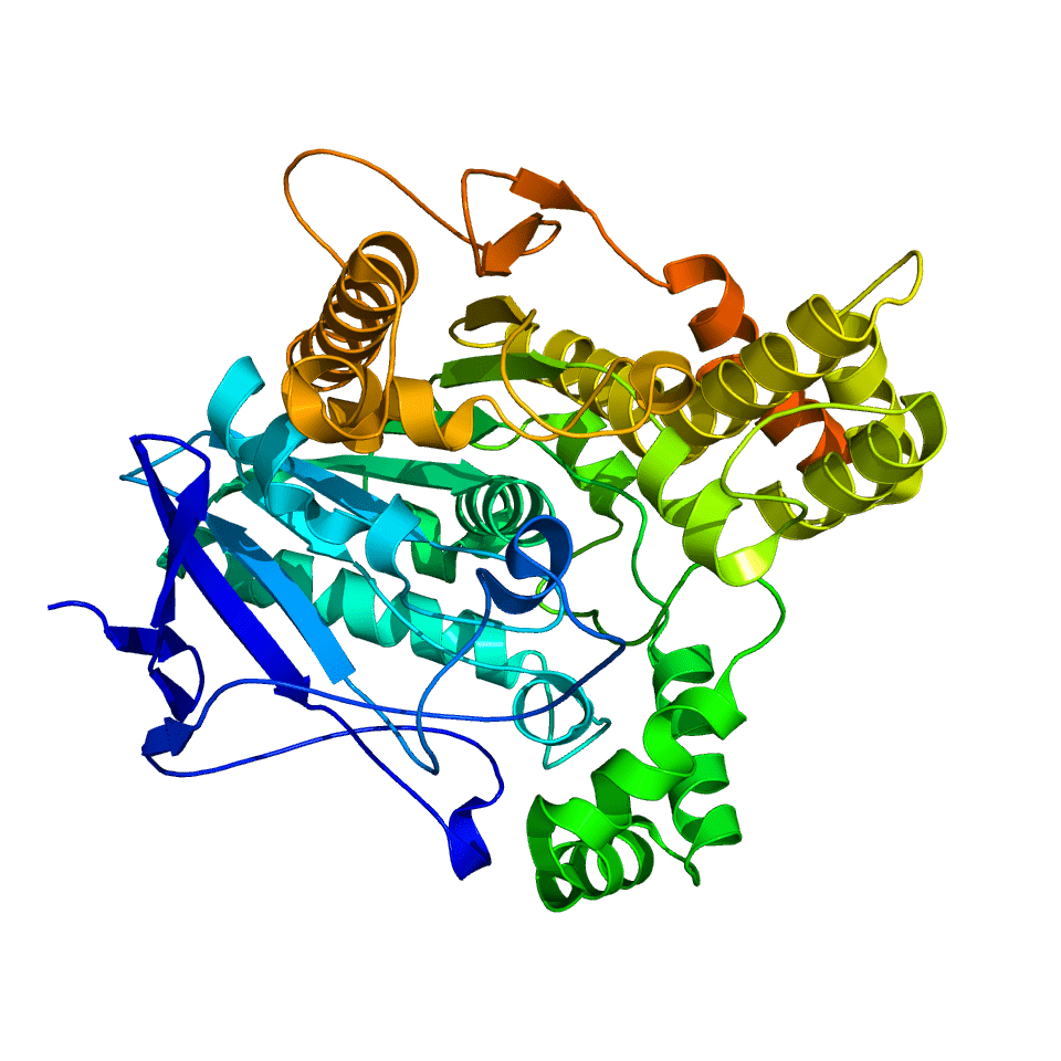 Crystallographic structure of acetylcholinesterase (EC 3.1.1.7) from Torpedo californica (PDB 1ea5)